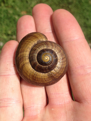 Powelliphanta traversi traversi