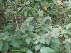 Miconia dependens
