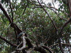 Cacomantis variolosus