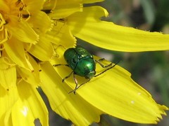Cryptocephalus sericeus