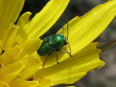 Cryptocephalus sericeus