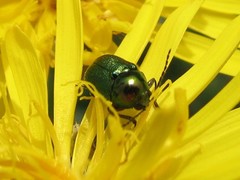 Cryptocephalus sericeus