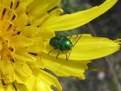 Cryptocephalus sericeus