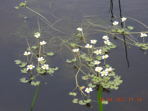 Image of Ranunculus baudotii by no rights reserved