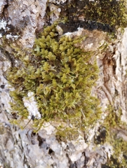 Neckera pennata image
