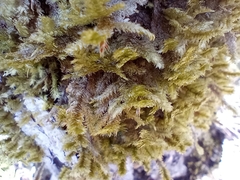 Neckera pennata image