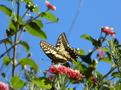 Papilio machaon