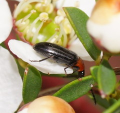 Atoichus bicolor
