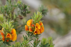 Pultenaea humilis