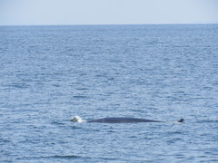 Balaenoptera edeni