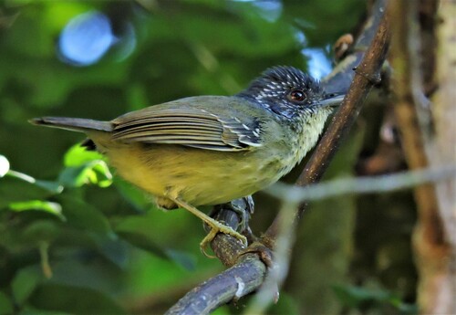 Spot-breasted Antvireo