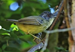 Spot-Breasted Antvireo photo 4