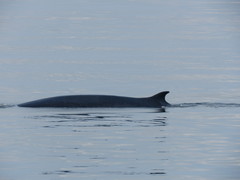 Balaenoptera edeni