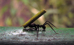 Acromyrmex volcanus