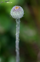 Tephroseris kirilowii