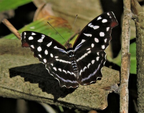 Photo of orsis bluewing (Myscelia orsis)