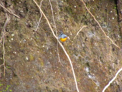 Oreothlypis gutturalis