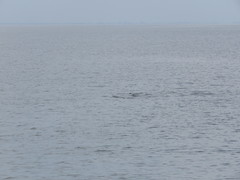 Orcaella brevirostris