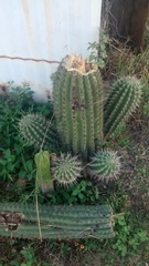 Stenocereus treleasei