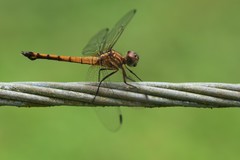 Cannaphila