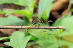 Erythrodiplax fervida