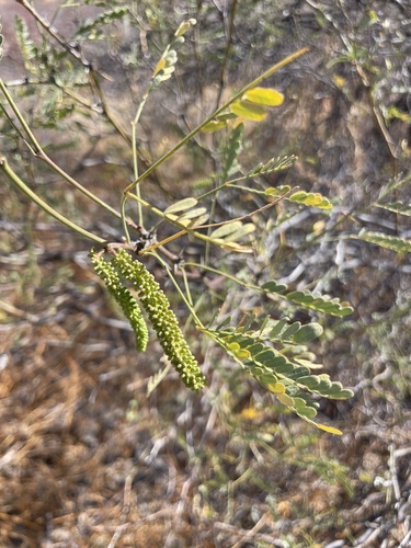 Image of Neltuma articulata by (c) Sula Vanderplank, some rights reserved (CC BY)