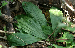 Calanthe discolor