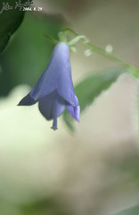 Adenophora triphylla