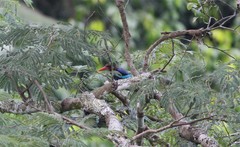 Halcyon cyanoventris