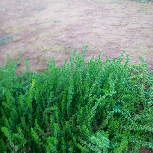 Lepidium apetalum iNat (3)