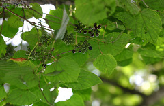 Vitis amurensis