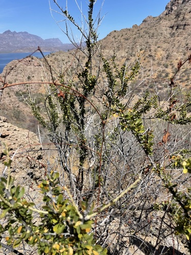 Image of Brandegee's False-Ocotillo (Adelia brandegeei) by (c) Sula Vanderplank, some rights reserved (CC BY)