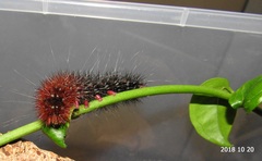 Rhodogastria similis