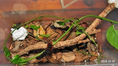 Rhodogastria similis