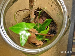 Rhodogastria similis