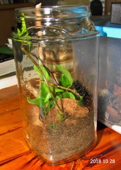 Rhodogastria similis