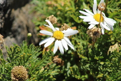 Argyranthemum haouarytheum image