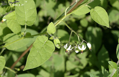 Solanum lyratum