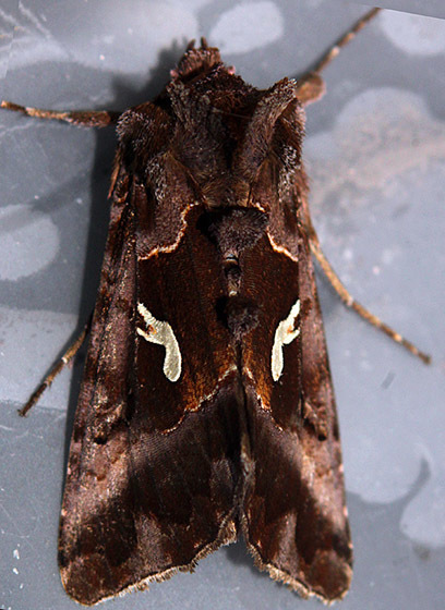 Autographa labrosa