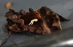Autographa labrosa
