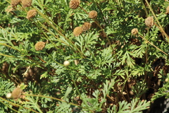 Argyranthemum haouarytheum image