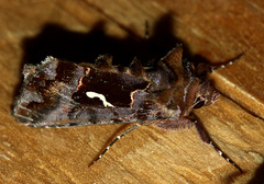 Autographa labrosa