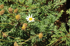 Argyranthemum haouarytheum image