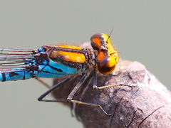 Pseudagrion punctum