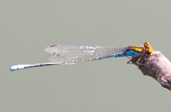 Pseudagrion punctum