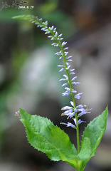 Veroniceae