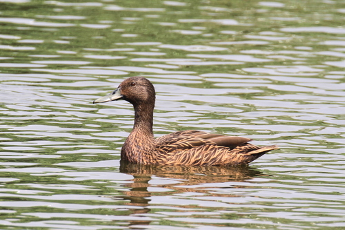 Meller's Duck