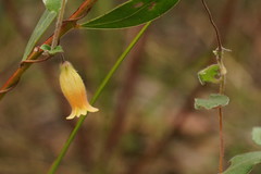 Marianthus bignoniaceus