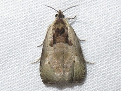 Olethreutes punctanum