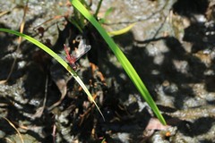 Erythrodiplax fervida